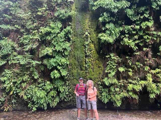 fern wall